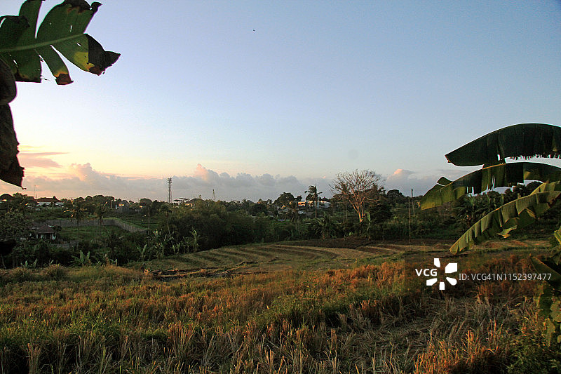 收获后稻田的风景图片素材