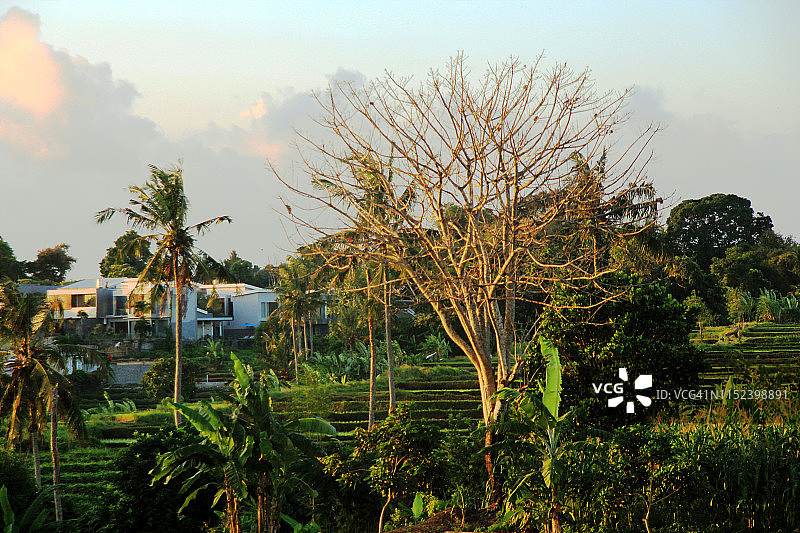 收获后稻田的风景图片素材