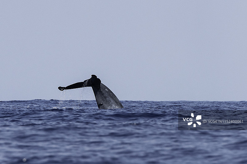 蓝鲸潜水，印度洋，斯里兰卡图片素材