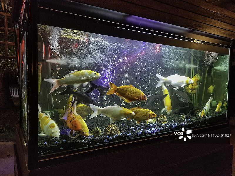 斯里兰卡亭可马里度假村水族馆热带鱼图片素材