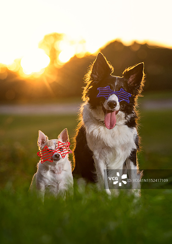 两只戴着星星太阳镜的狗图片素材