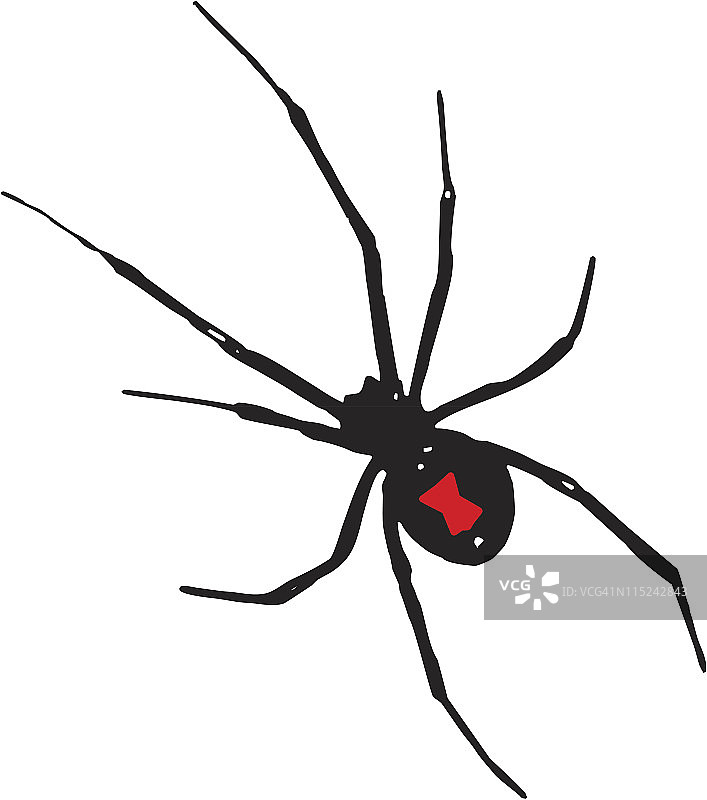 黑寡妇蜘蛛图片素材