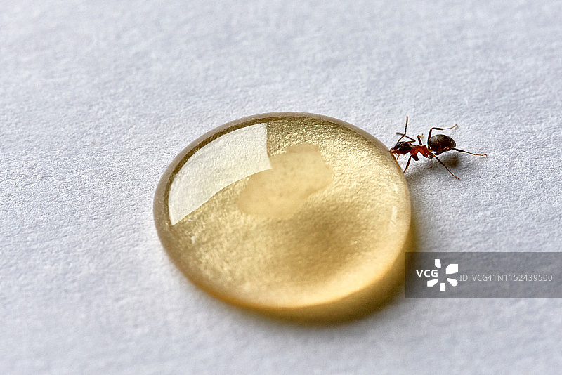 一只蚂蚁吃一滴蜂蜜图片素材