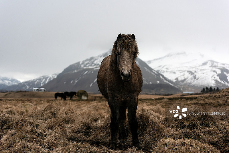 冰岛马：在冰岛培育的马品种图片素材