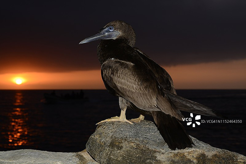 棕色鲣鸟图片素材