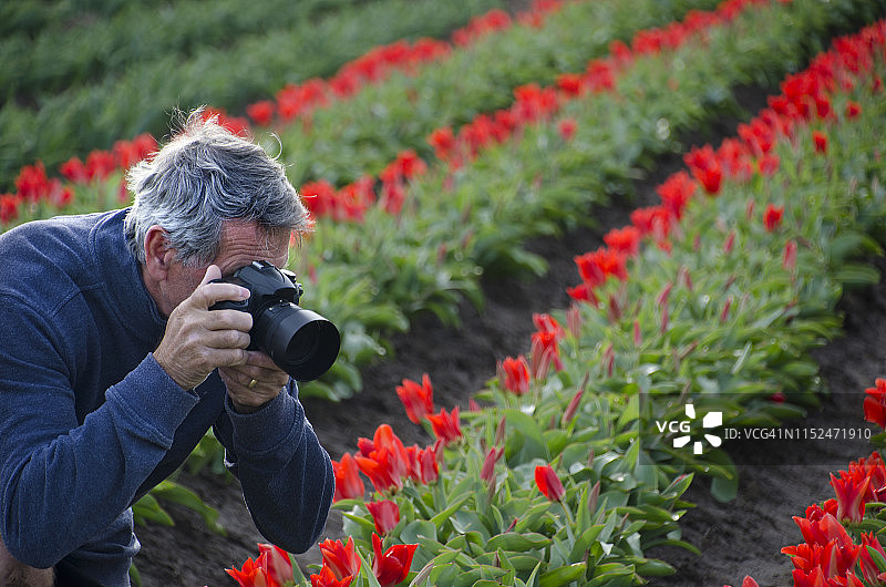活力老年人拍摄郁金香花田图片素材
