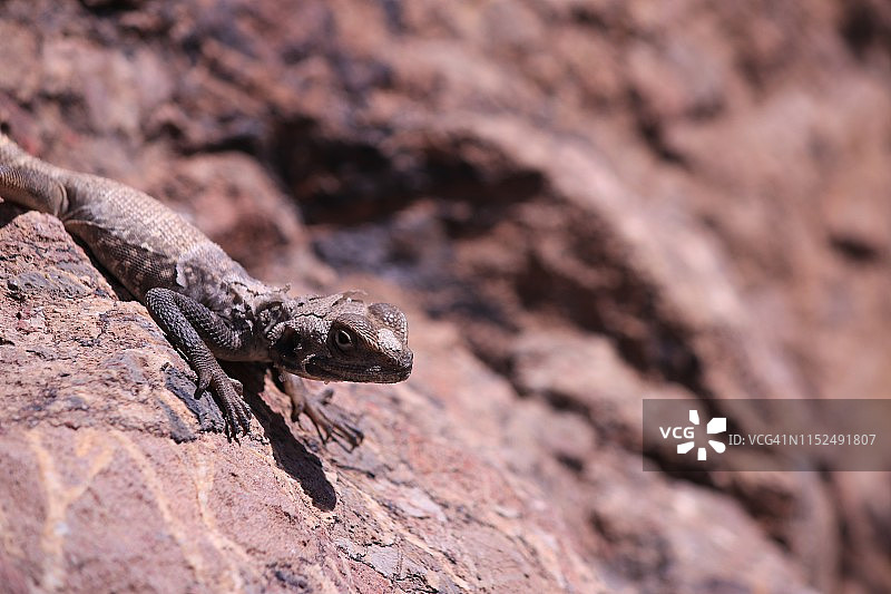 在洞穴旁晒太阳的高加索岩蜥图片素材