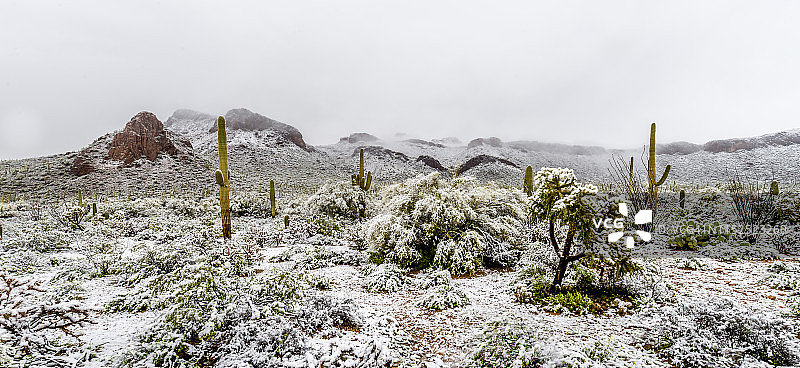 索诺兰沙漠的雪景图片素材