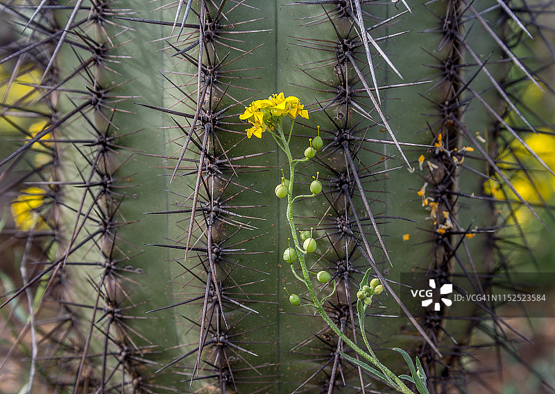 囊果芥菜野花和巨人柱仙人掌图片素材