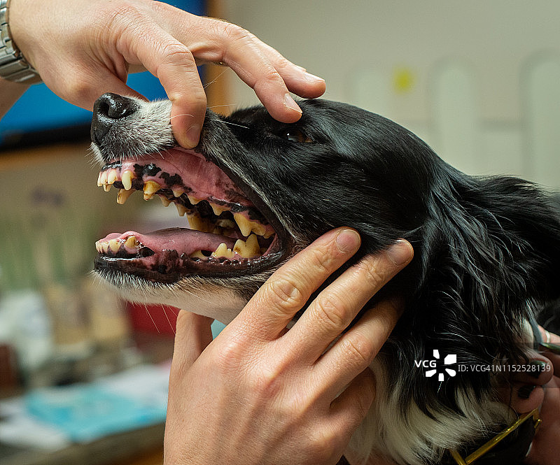 兽医检查狗的牙齿图片素材