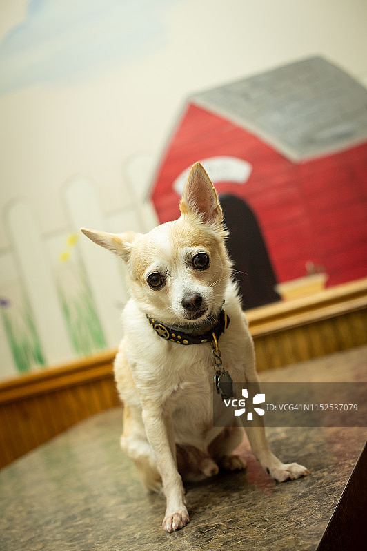 坐在美容师或兽医处的吉娃娃图片素材