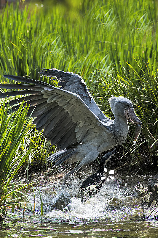 鲸头鹳图片素材