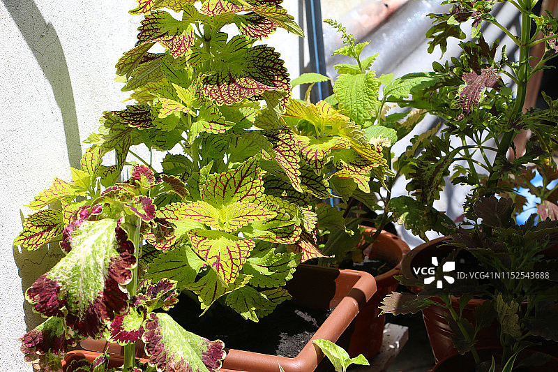 阳光下庭院中的彩叶草图片素材