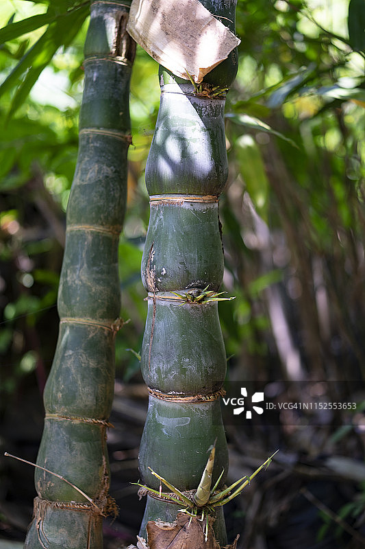 亚洲雨林中的巨竹图片素材