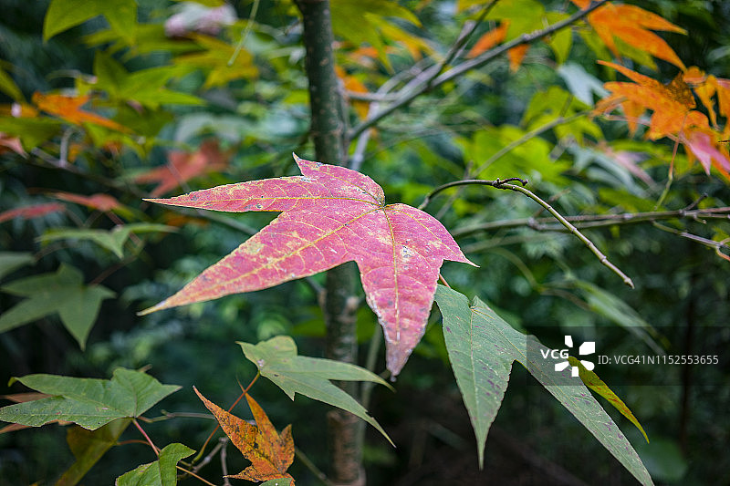 绿色背景和散景的红色枫叶图片素材