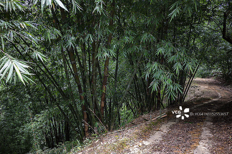 亚洲雨林中的巨竹图片素材