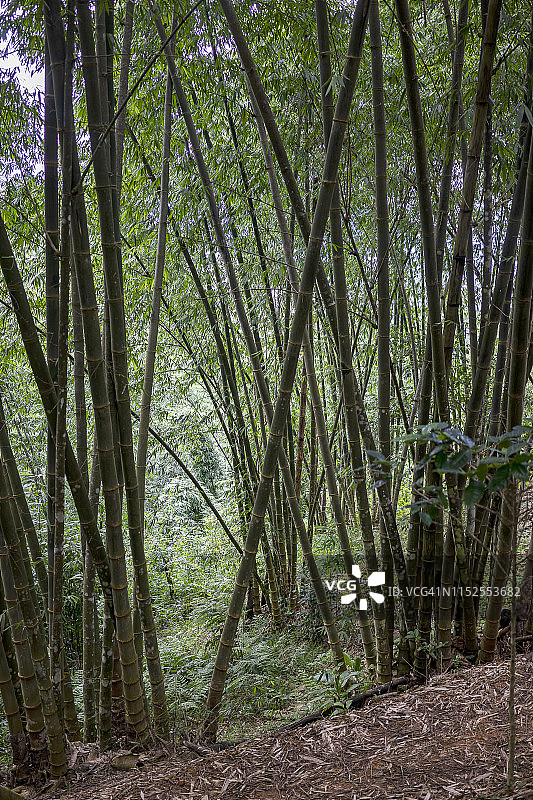 亚洲雨林中的巨竹图片素材