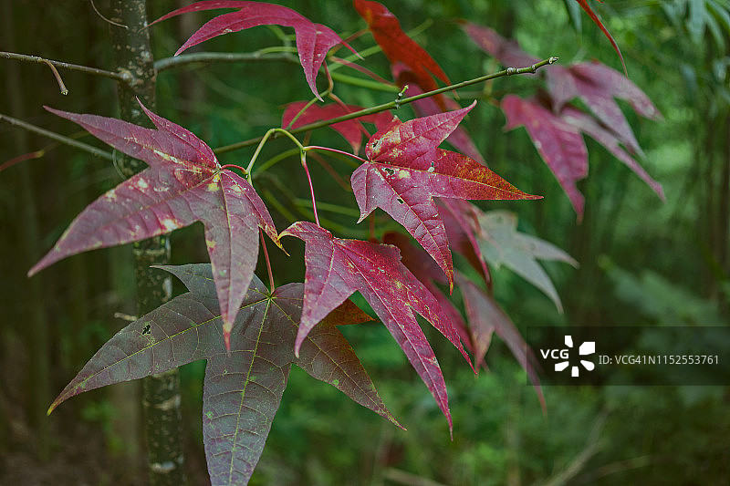 绿色背景和散景的红色枫叶图片素材