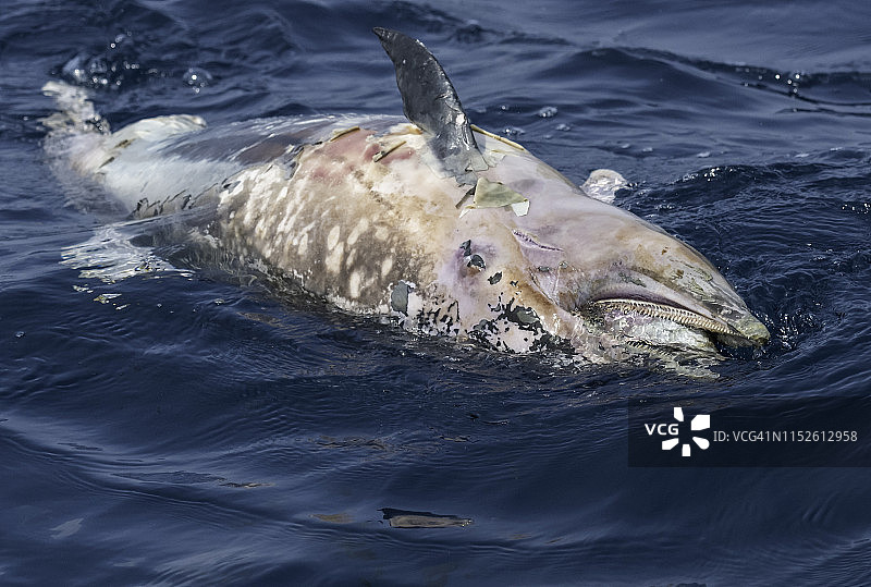 漂浮在斯里兰卡印度洋水面的死亡普通海豚图片素材