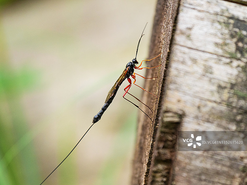 寄生蜂特写图片素材
