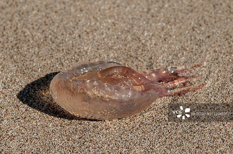 搁浅的夜光游水母图片素材