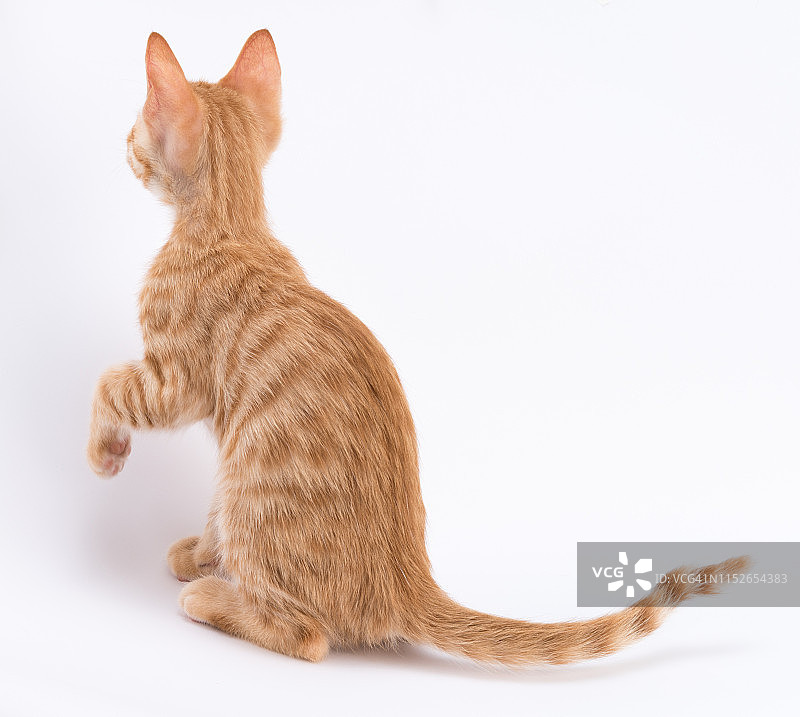 白色背景上的可爱虎斑猫图片素材