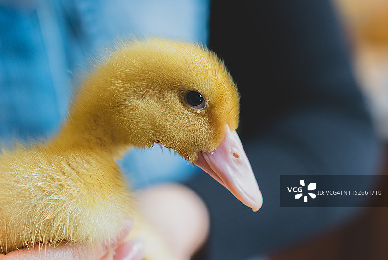 黄色小鸭群图片素材