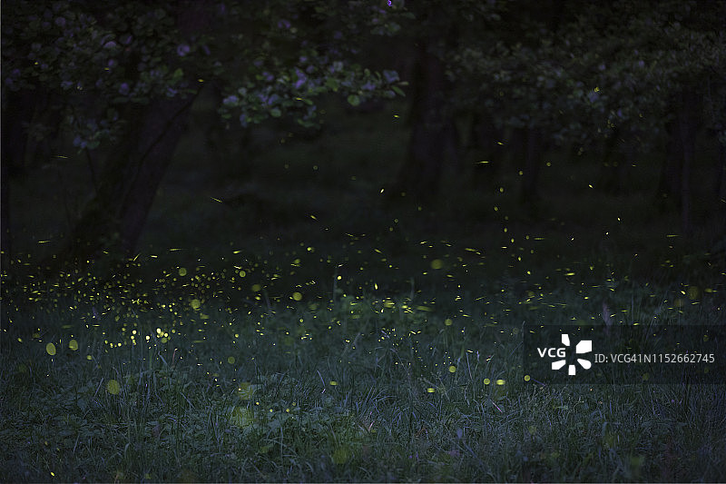 伦巴第，森林中闪烁的萤火虫图片素材