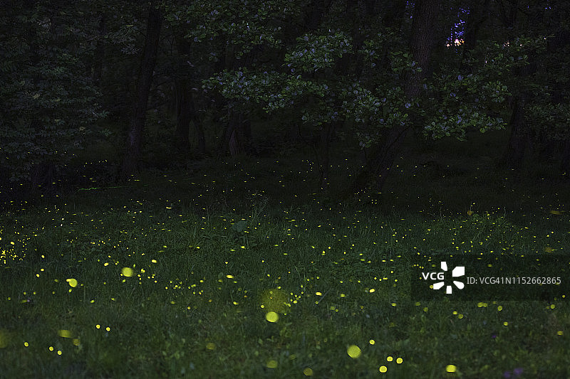 伦巴第，森林中闪烁的萤火虫图片素材
