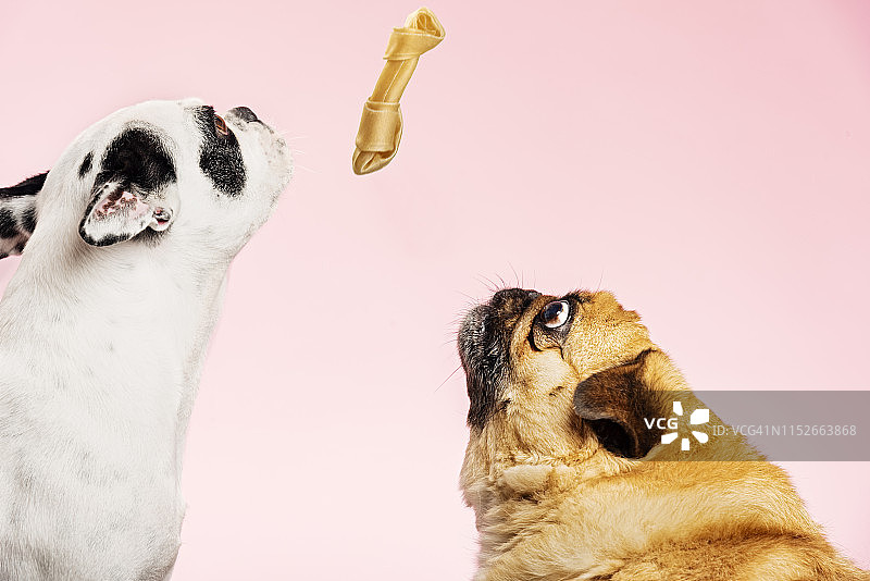 两只狗分享饼干图片素材