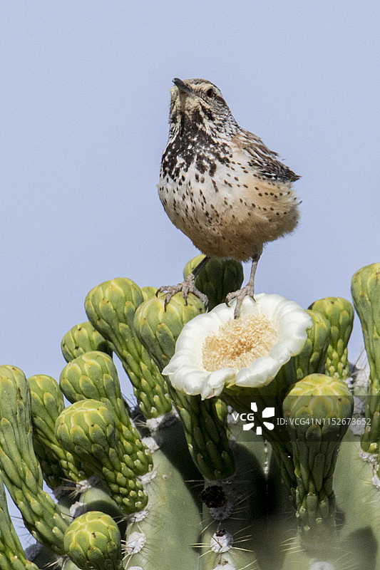 仙人掌鹪鹩与巨人柱仙人掌花图片素材