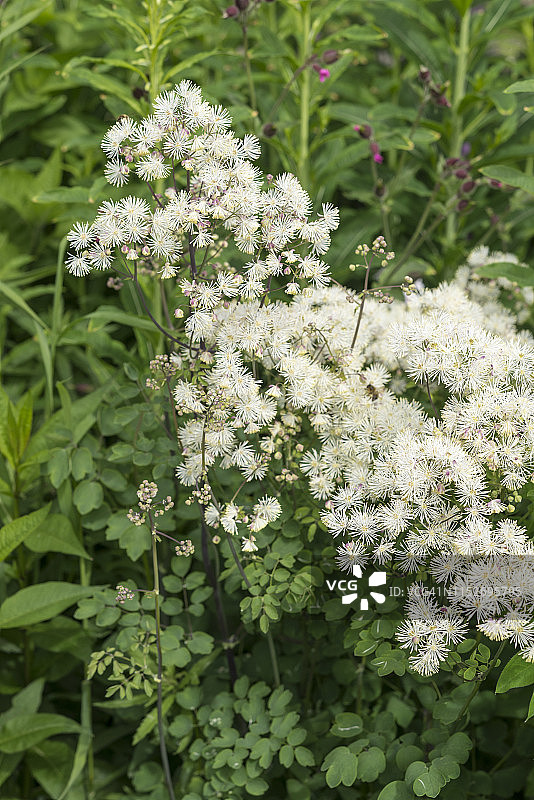 唐松草图片素材