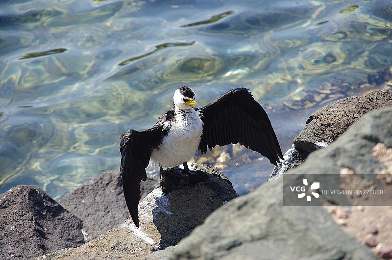 小斑鸬鹚在新南威尔士州梅林布拉的防波堤上晒太阳图片素材