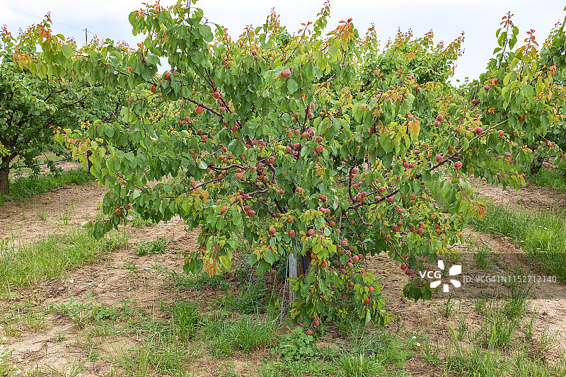 硕果累累的杏树图片素材