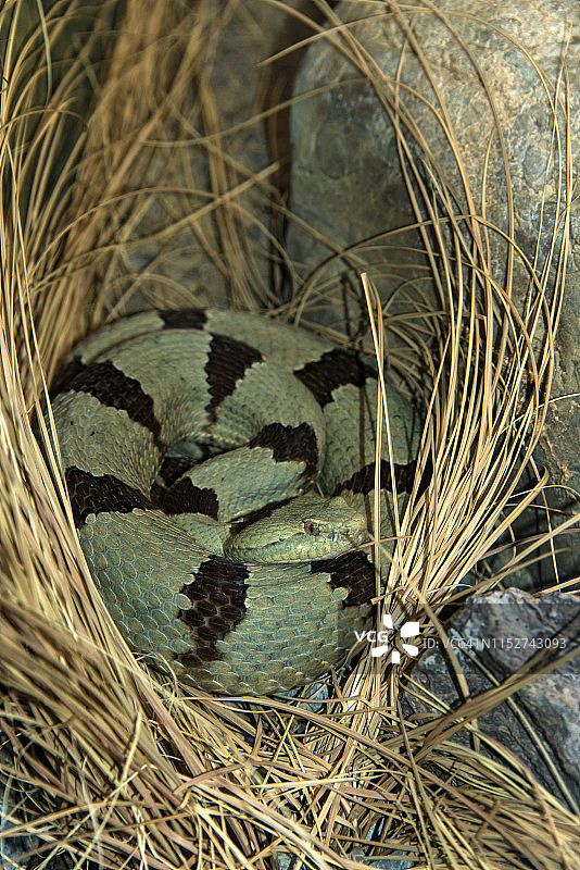 带状岩石响尾蛇图片素材