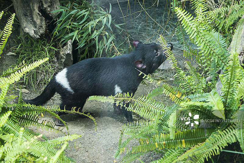 塔斯马尼亚魔鬼图片素材