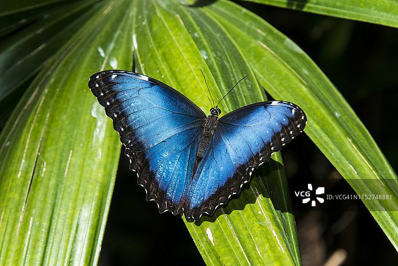 蓝色大闪蝶蝴蝶图片素材