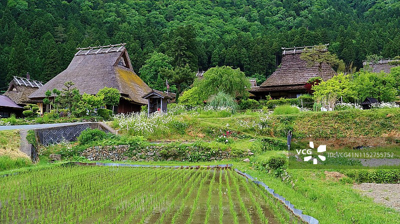初夏京都美山町：稻田与传统茅草屋图片素材