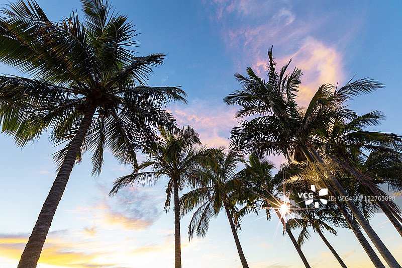 棕榈树的鲜艳彩色日出图片素材