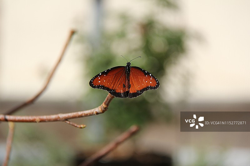女王凤蝶图片素材