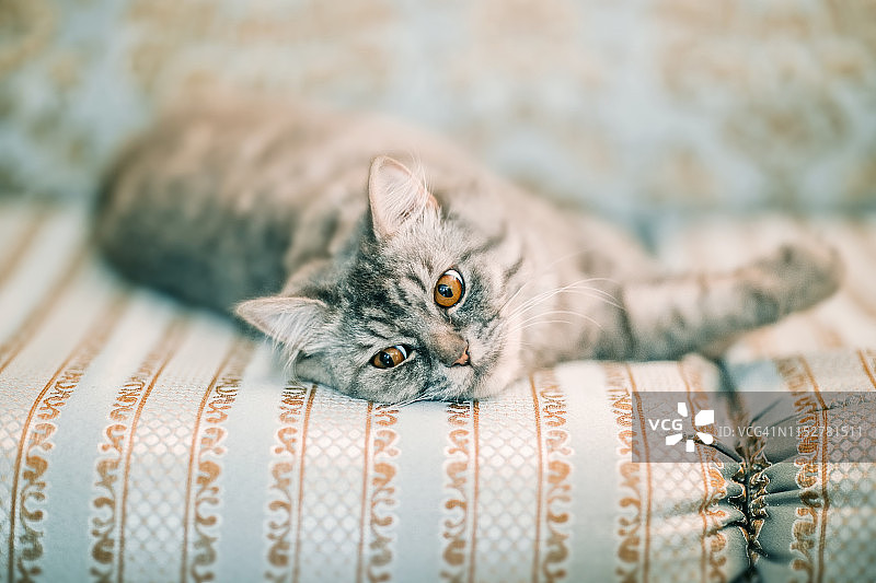 躺在沙发上的可爱灰色小猫图片素材