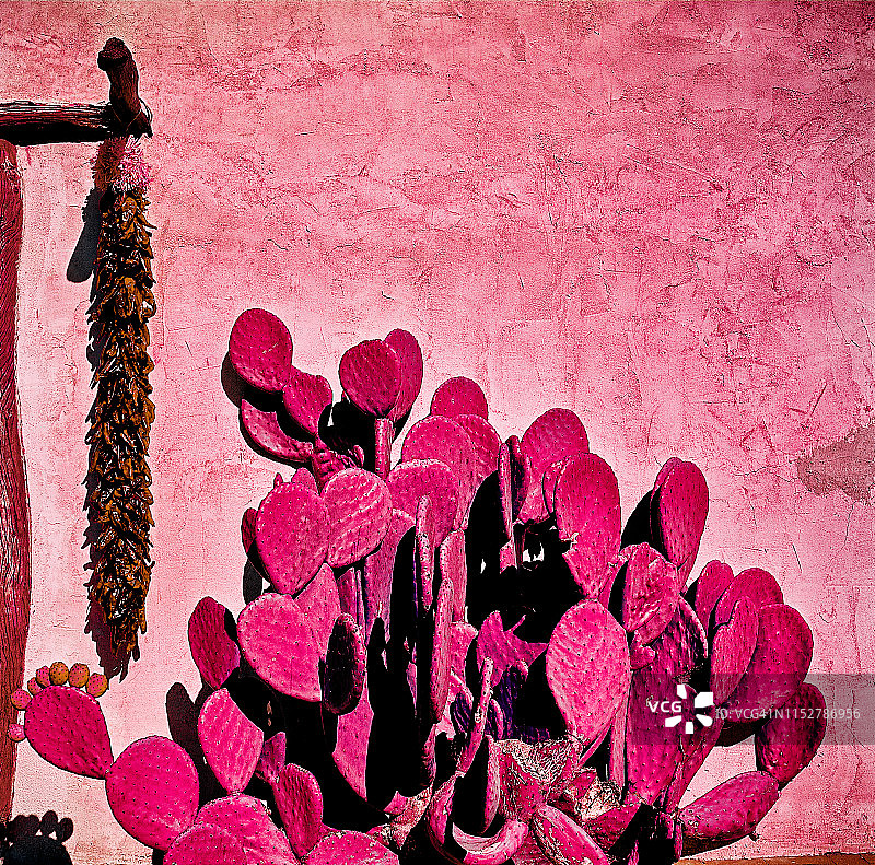 仙人掌和辣椒图片素材