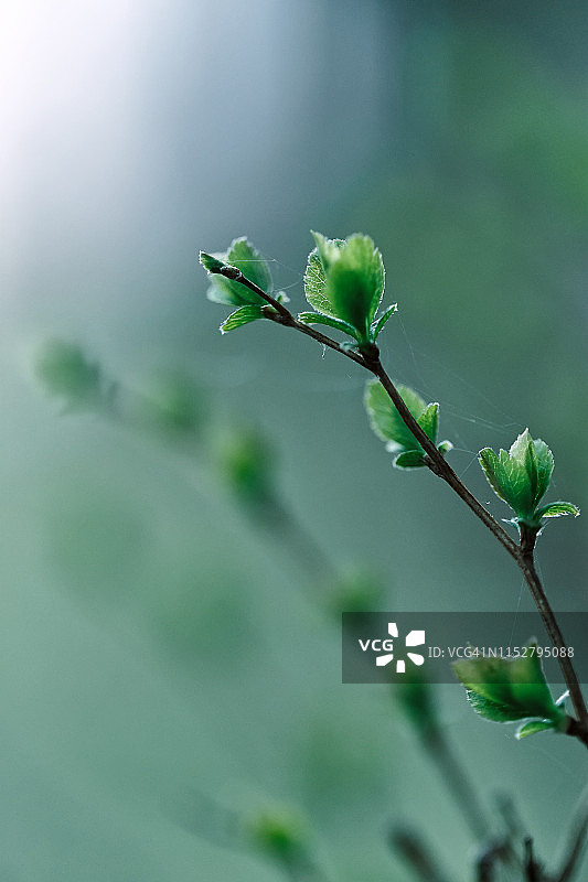 绿色背景上的春天绽放的树叶图片素材