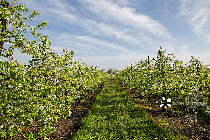 苹果园图片素材