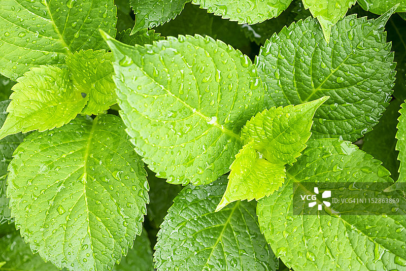 绣球花叶的规则排列特写图片素材