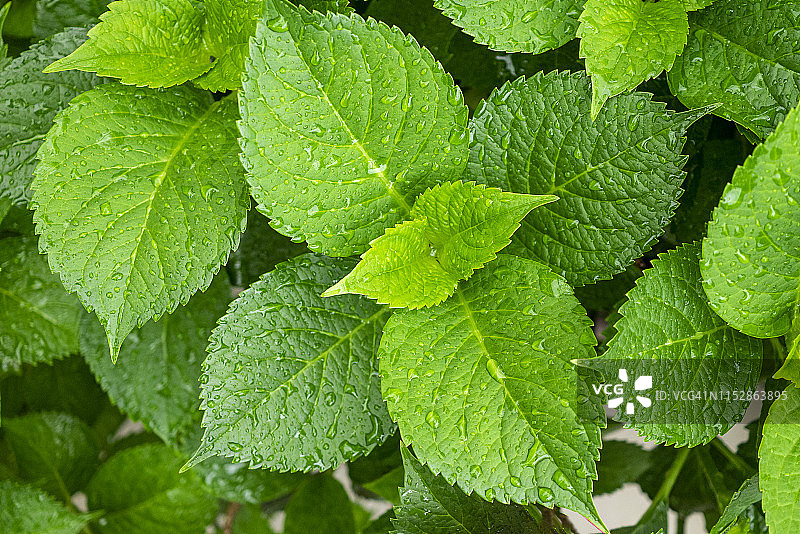 绣球花叶的规则排列特写图片素材