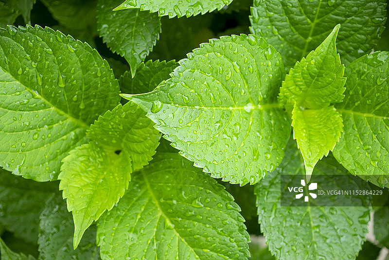 绣球花叶的规则排列特写图片素材