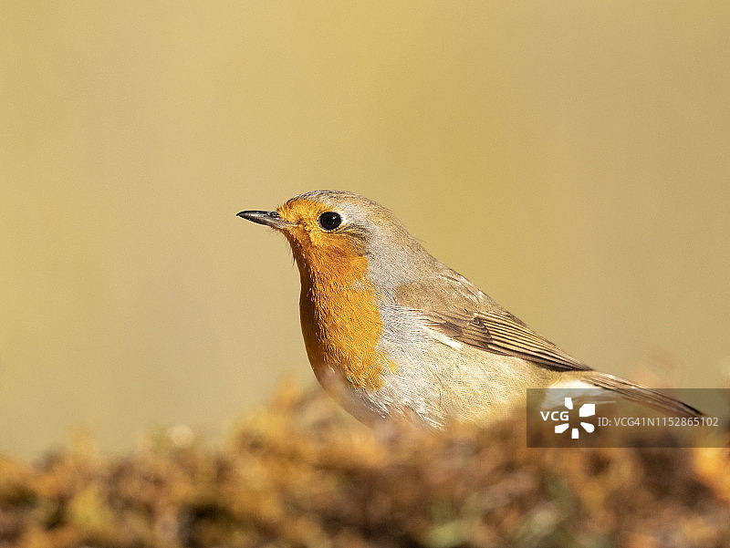 树枝上的知更鸟特写图片素材
