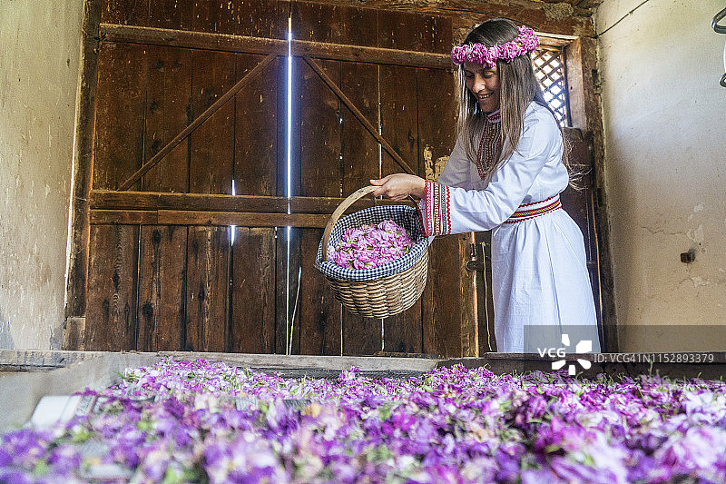 盛开的保加利亚大马士革玫瑰图片素材
