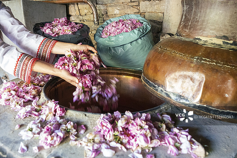 大马士革玫瑰精油生产季图片素材